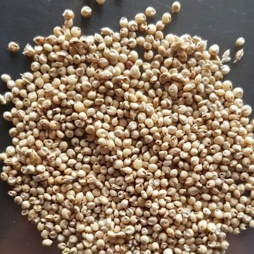 Jowar